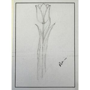 Tulip — Study I & II