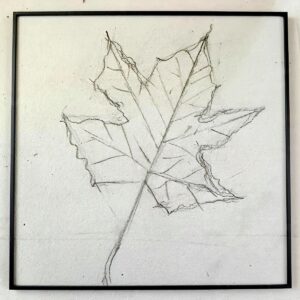 Maple Leaf