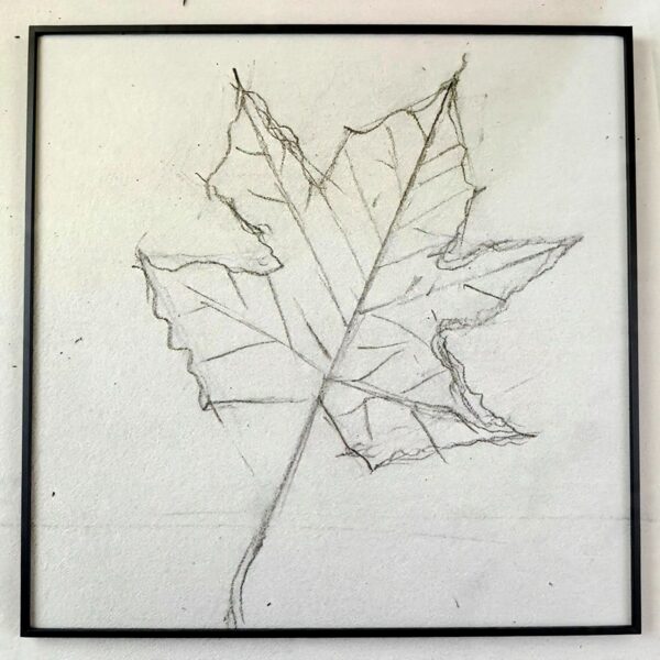 Maple Leaf